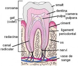 anatomia dintelui